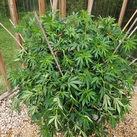 Blueberry growlog photo: AFTER!! Hopefully she stays strong and I didn't lose any!! 🥰