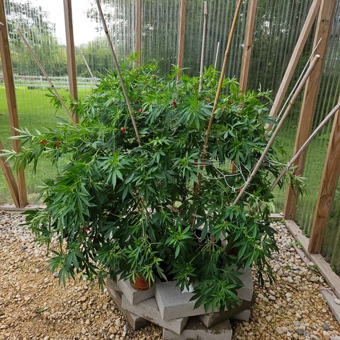 Blueberry growlog photo: AFTER!! Hopefully she stays strong and I didn't lose any!! 🥰