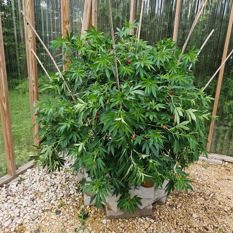 Blueberry growlog photo: AFTER!! Hopefully she stays strong and I didn't lose any!! 🥰
