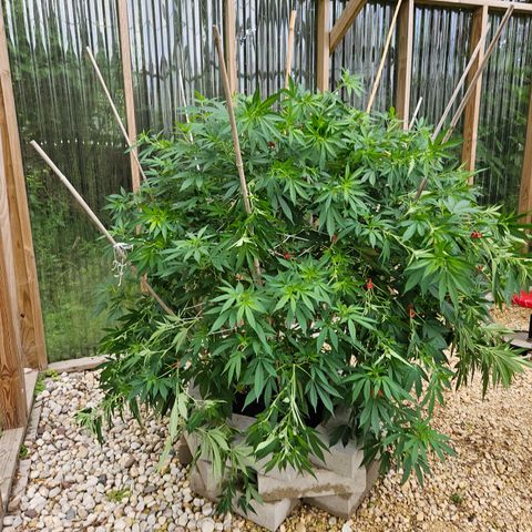 Blueberry growlog photo: AFTER!! Hopefully she stays strong and I didn't lose any!! 🥰
