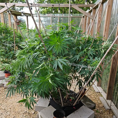 Cannatonic growlog photo: Some LST!! Still need to finish some trimming... 