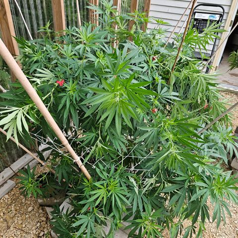 Cannatonic growlog photo: Some LST!! Still need to finish some trimming... 