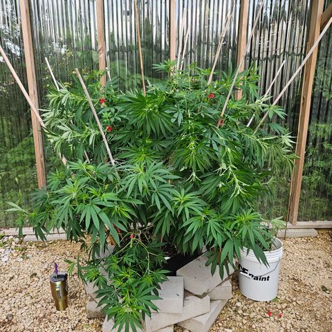 Cannatonic growlog photo: Some LST!! Still need to finish some trimming... 