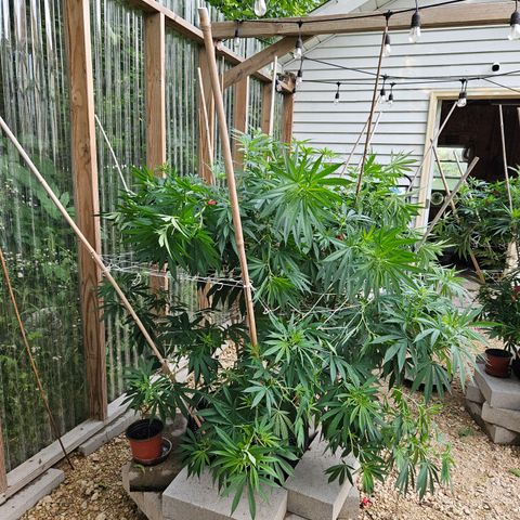 Cannatonic growlog photo: Some LST!! Still need to finish some trimming... 
