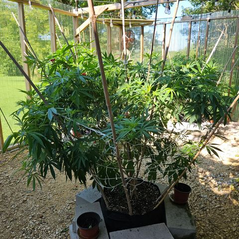 Cannatonic growlog photo: Finally finished!! 🥰😍