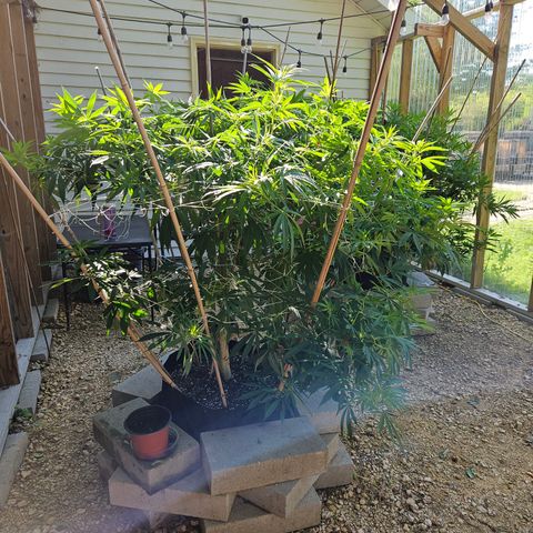 Cannatonic growlog timeline photo