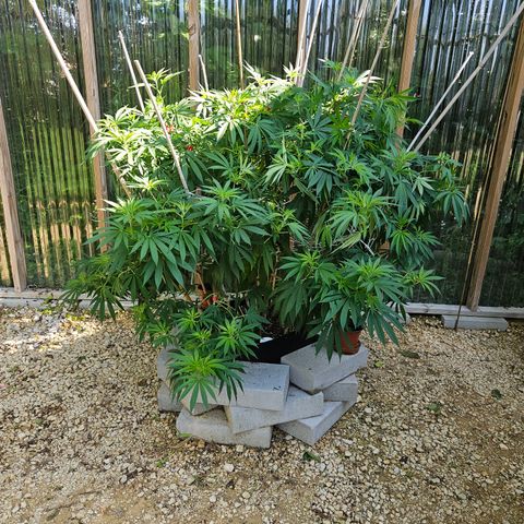 Cannatonic growlog timeline photo