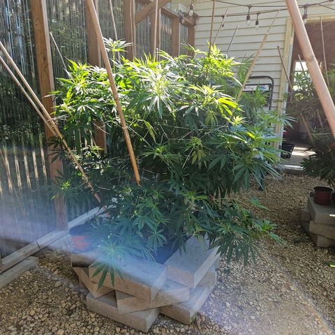 Cannatonic growlog timeline photo