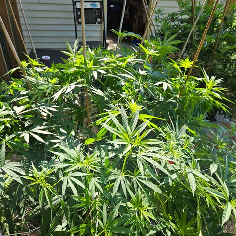 Cannatonic growlog timeline photo