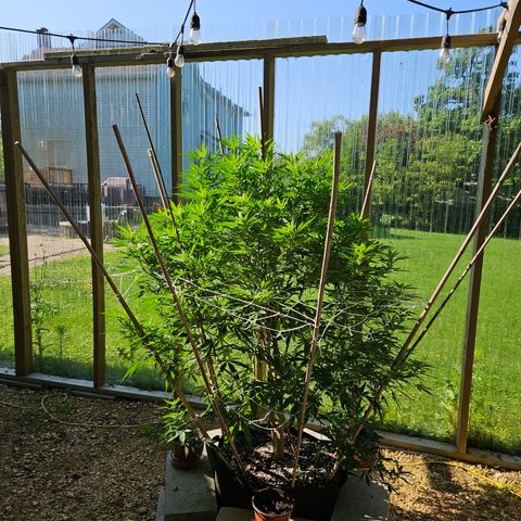 Blue Dream growlog photo: Before some more LST!! 😍
