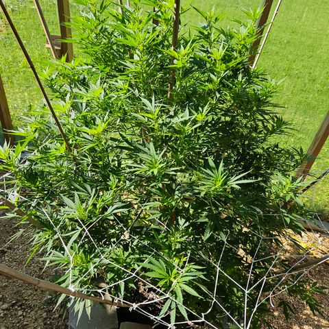 Blue Dream growlog photo: Before some more LST!! 😍
