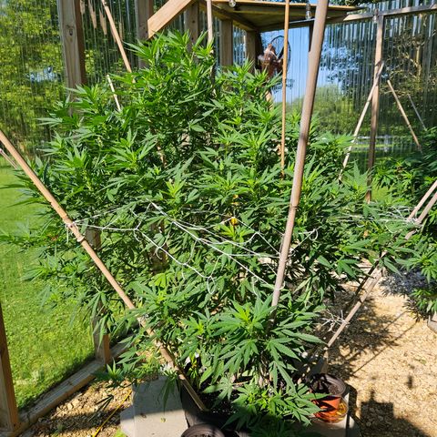 Blue Dream growlog photo: Before some more LST!! 😍