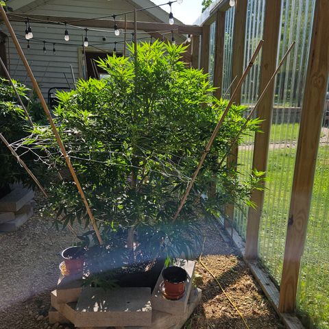 Blue Dream growlog photo: Before some more LST!! 😍