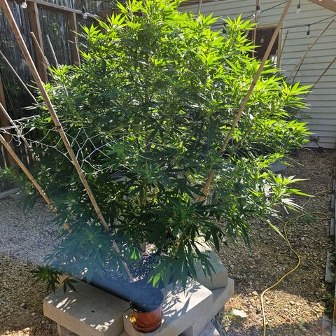 Blue Dream growlog photo: Before some more LST!! 😍