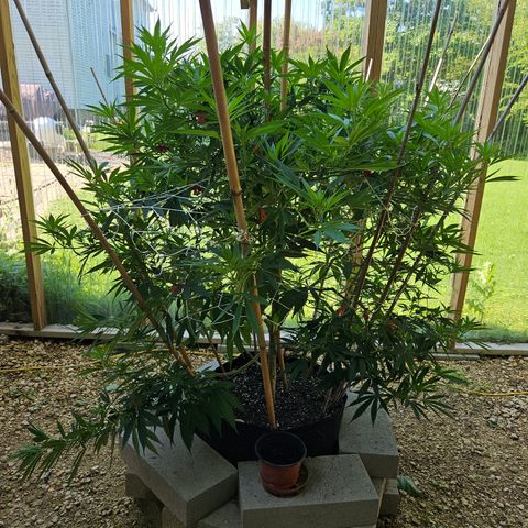 Harlequin growlog photo: Looking good!! 😍
