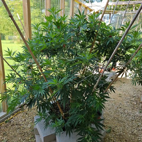 Harlequin growlog photo: Looking good!! 😍