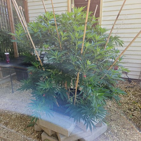 Harlequin growlog photo: Looking good!! 😍