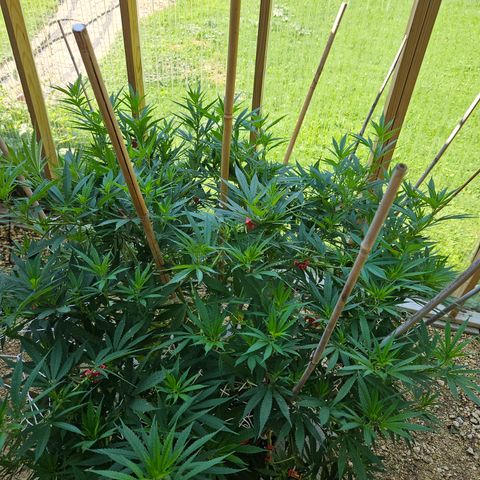 Harlequin growlog photo: Looking good!! 😍