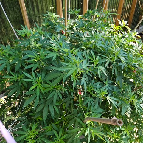 Blueberry growlog photo: Stupid full again!! OMG!! 😄🥰
