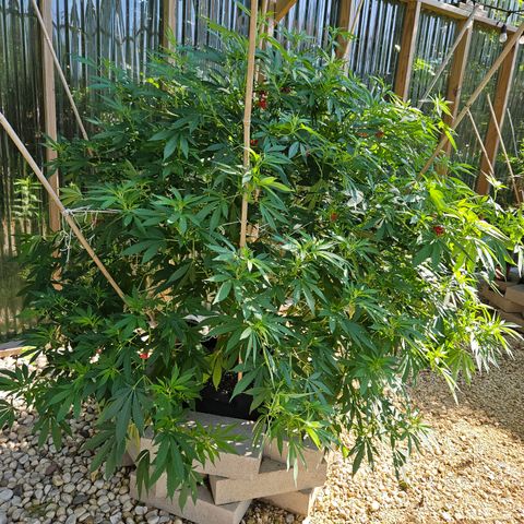 Blueberry growlog photo: Stupid full again!! OMG!! 😄🥰