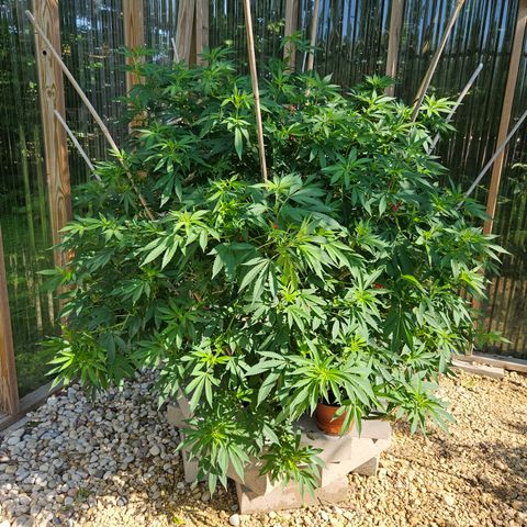 Blueberry growlog photo: Stupid full again!! OMG!! 😄🥰