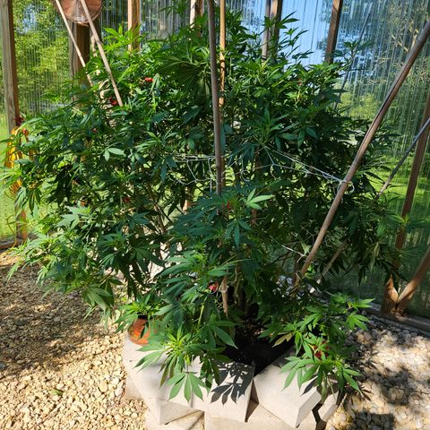Blueberry growlog photo: Stupid full again!! OMG!! 😄🥰