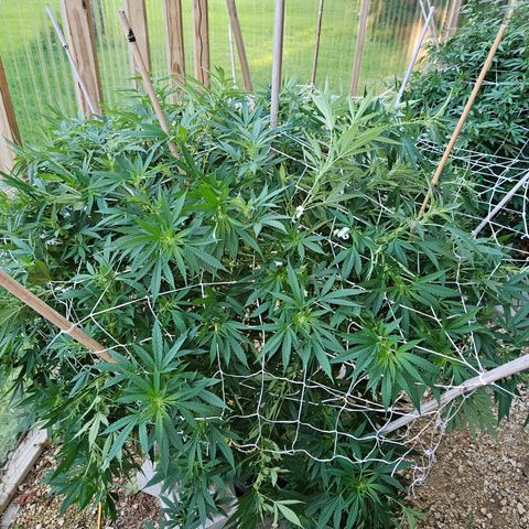 Blue Dream growlog photo: After super cropping! 😍😍😍