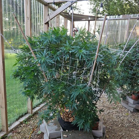 Blue Dream growlog photo: After super cropping! 😍😍😍