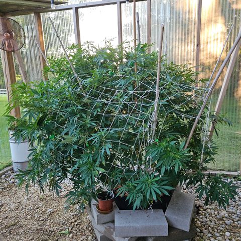 Blueberry growlog photo: She is SOOOOOOO bushy! 😍😍😍