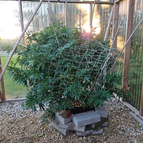 Blueberry growlog photo: She is SOOOOOOO bushy! 😍😍😍