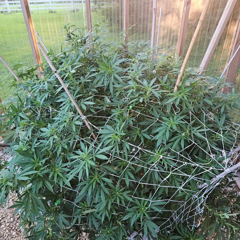 Blueberry growlog photo: She is SOOOOOOO bushy! 😍😍😍