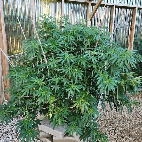 Blueberry growlog photo: She is SOOOOOOO bushy! 😍😍😍