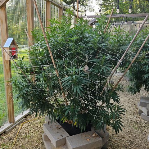 Harlequin growlog photo: Hot mess express!! Added more netting but now some super cropping has got to happen!!