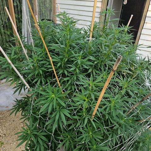 Harlequin growlog timeline photo