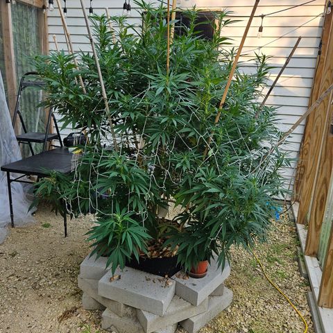 Harlequin growlog timeline photo