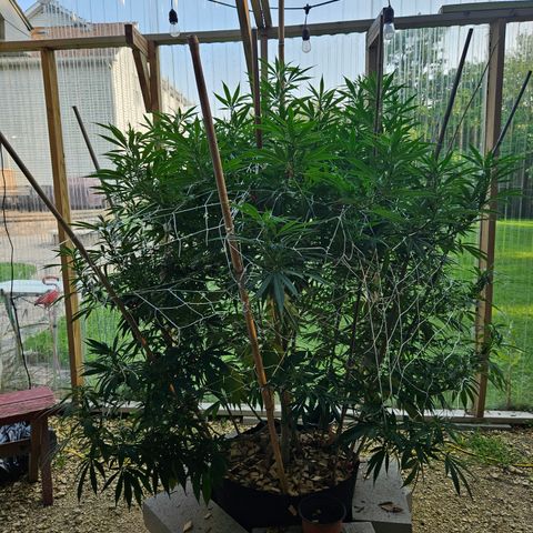 Harlequin growlog timeline photo