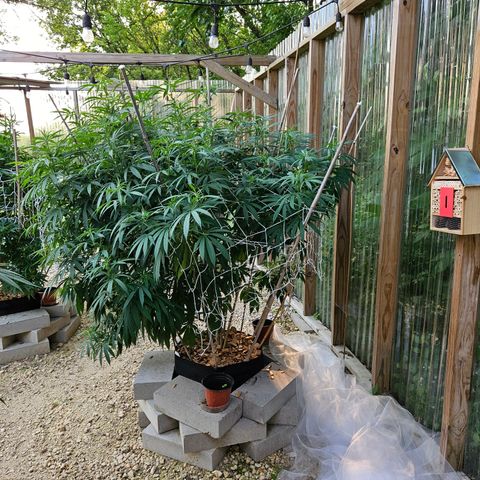 Cannatonic growlog timeline photo