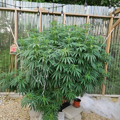 Cannatonic growlog photo: Hot mess express!! Added more netting but now some super cropping has got to happen!! And some more netting maybe... Lol