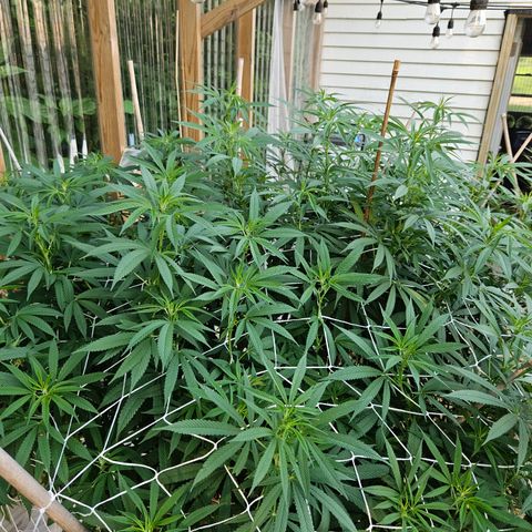 Cannatonic growlog timeline photo