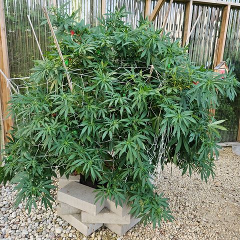 Blueberry growlog photo: OMG! OMG! OMG! Check out those pistils!! 😍😍😍😍😍
Still need one more row of netting and some defoliation! 
The aftermath of her last super cropping of the season!!