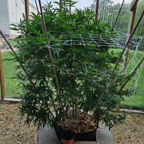 Blue Dream growlog photo: OMG! OMG! OMG! Check out those pistils!! 😍😍😍😍😍
Still need one more row of netting, some defoliation and her last super crop of the season!