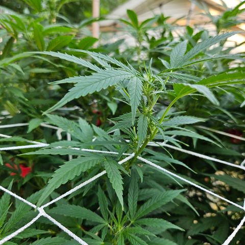 Blue Dream growlog photo: OMG! OMG! OMG! Check out those pistils!! 😍😍😍😍😍
Still need one more row of netting, some defoliation and her last super crop of the season!