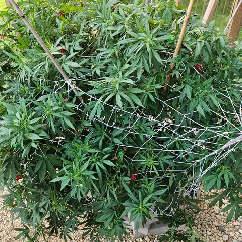 Blueberry growlog timeline photo