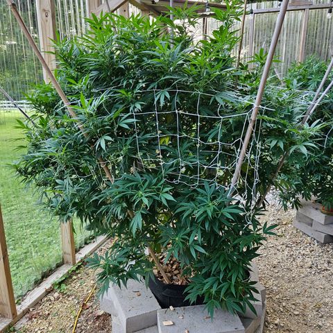Blue Dream growlog photo: OMG! OMG! OMG! Check out those pistils!! 😍😍😍😍😍
Still need one more row of netting, some defoliation and her last super crop of the season!