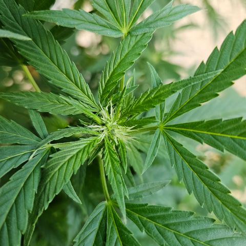 Blue Dream growlog photo: OMG! OMG! OMG! Check out those pistils!! 😍😍😍😍😍
Still need one more row of netting, some defoliation and her last super crop of the season!