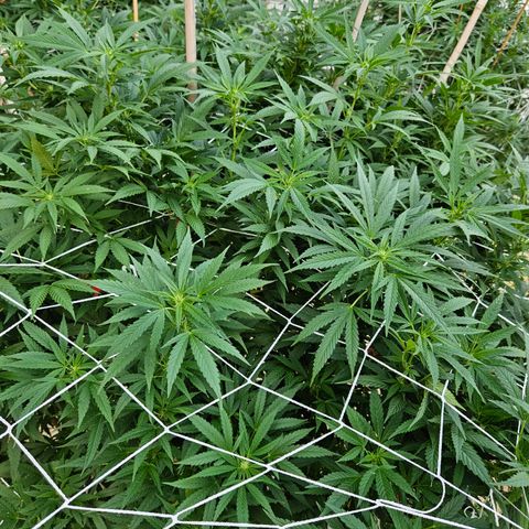Blue Dream growlog photo: OMG! OMG! OMG! Check out those pistils!! 😍😍😍😍😍
Still need one more row of netting, some defoliation and her last super crop of the season!