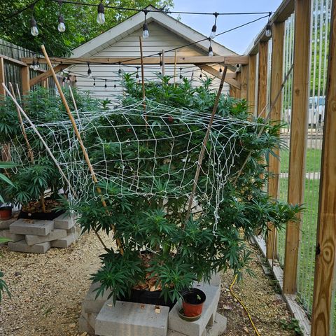 Blue Dream growlog photo: OMG! OMG! OMG! Check out those pistils!! 😍😍😍😍😍
Still need one more row of netting, some defoliation and her last super crop of the season!