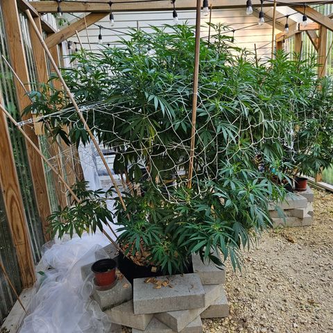 Cannatonic growlog timeline photo