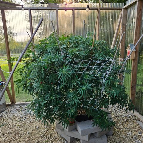Blueberry growlog timeline photo