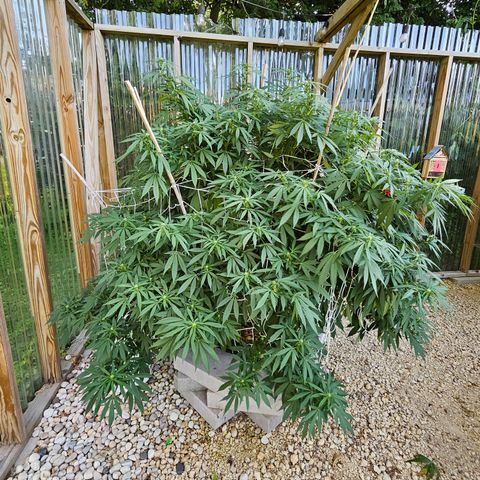 Blueberry growlog timeline photo
